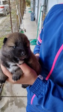 柴犬(豆柴)【愛知県・女の子・2019年10月18日・赤(茶色)】の写真「４頭の兄弟で牝は２頭です」