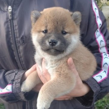 柴犬(標準サイズ)【愛知県・女の子・2023年1月1日・赤(茶色)】の写真「お正月に生まれました！」