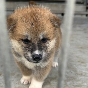 秋田犬【愛知県・男の子・2024年7月23日・赤】の写真「とても人懐こい子犬です！」
