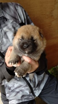 柴犬(標準サイズ)【愛知県・男の子・2021年5月30日・赤(茶色)】の写真「6種混合ワクチンとマイクロチップ入れてあります。」