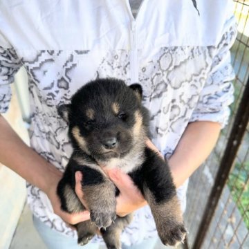 柴犬(豆柴)【愛知県・男の子・2023年10月10日・黒】の写真「６種混合ワクチン済んでいます。マイクロチップ装着済」