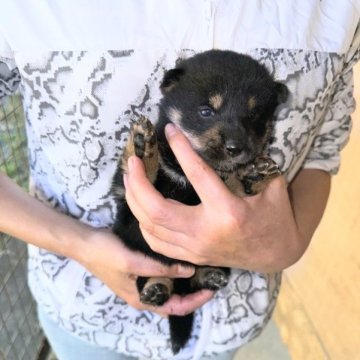 柴犬(豆柴)【愛知県・男の子・2023年10月10日・黒】の写真「小さくてかわいい男の子です！」