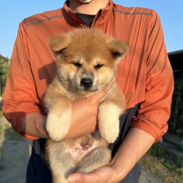 秋田犬【愛知県・男の子・2024年7月23日・赤】の写真「男前でかっこいい子犬」