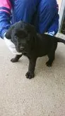 ラブラドールレトリバー【愛知県・女の子・2019年3月26日・ブラック】の写真1
