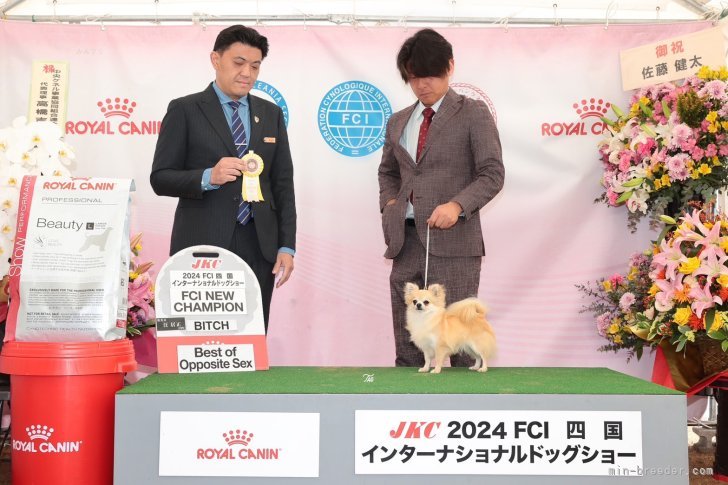 インターチャンピオン完成🎗️2024年4月 四国インター BLOODPLUS JP  LUCY｜松下　千春(まつした　ちはる)ブリーダー(鹿児島県・パグなど・JKC登録)の紹介写真4