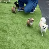 チワワ(ロング)【鹿児島県・女の子・2025年9月2日・フォーン 予定】の写真13