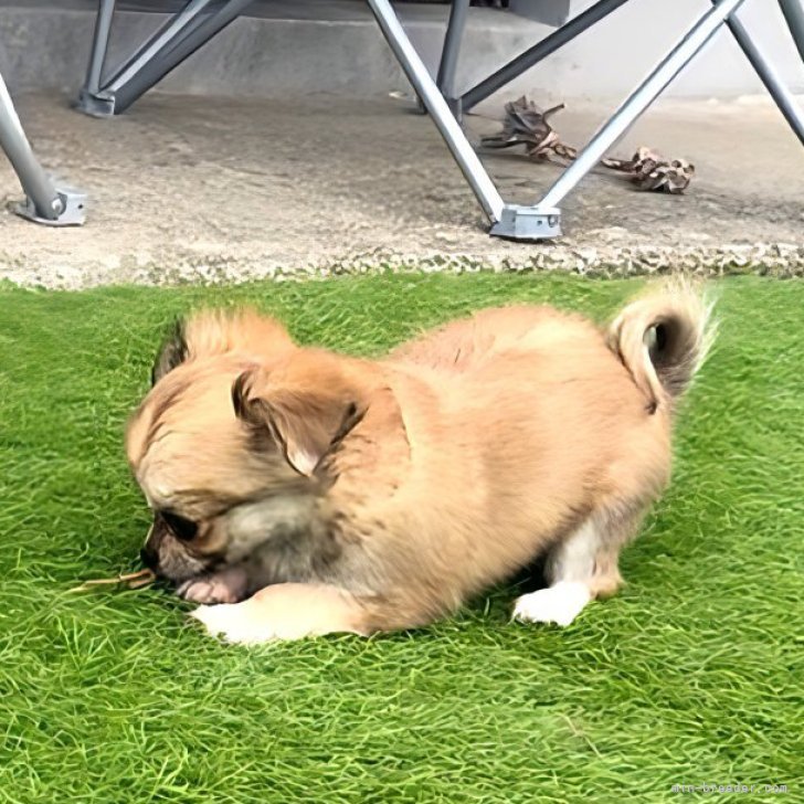 ブリーダー画像