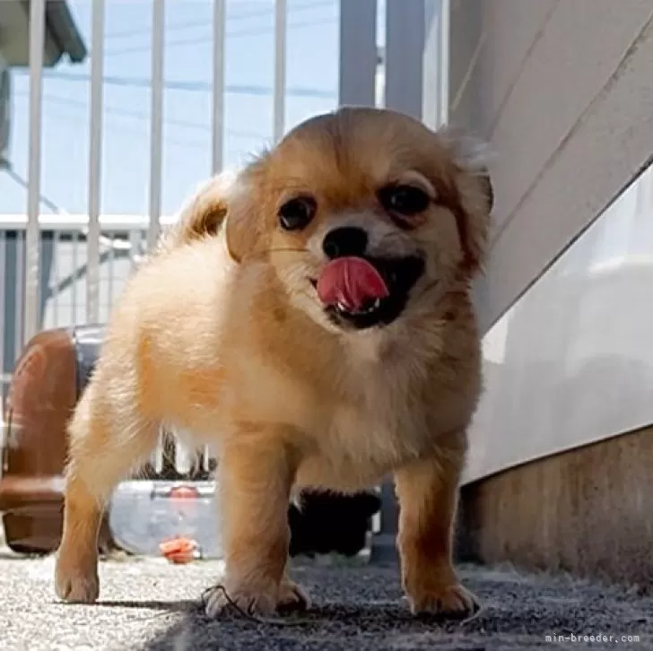 仁 様のお迎えした子犬