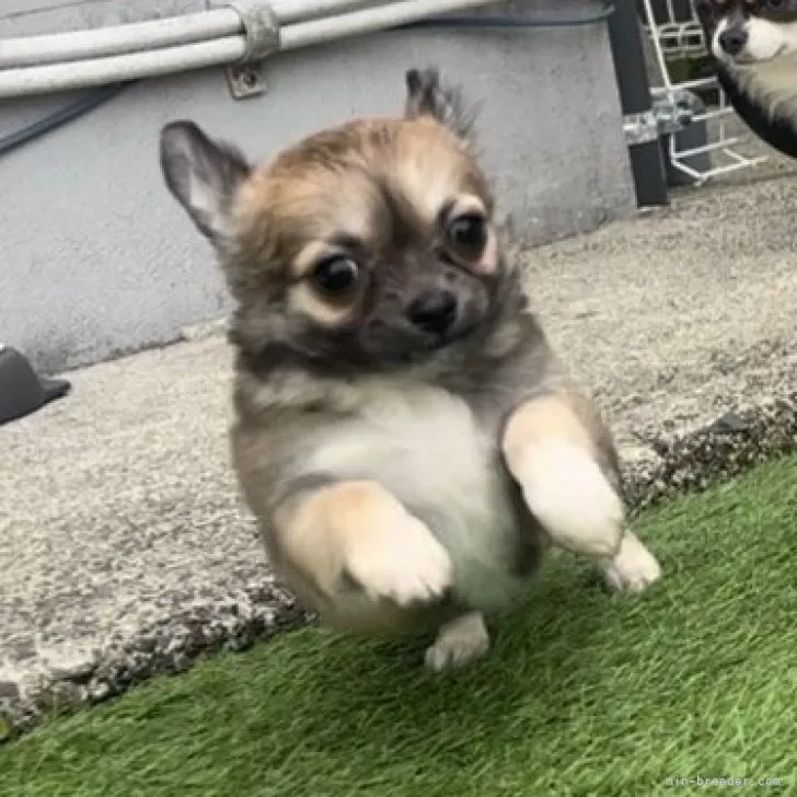 ID：2511-05168の子犬