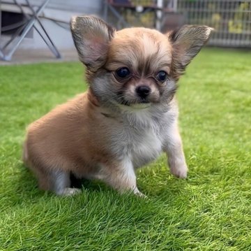 チワワ(ロング)【鹿児島県・女の子・2025年9月2日・フォーン 予定】の写真「父:JKCチャンピオン🎗️おっとりさんです✨」