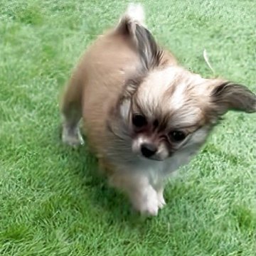 チワワ(ロング)【鹿児島県・女の子・2025年9月2日・フォーン 予定】の写真「見学時に連れて帰れます✨チャンピオンの娘🥰」