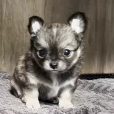 チワワ(ロング)