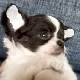 チワワ(ロング)