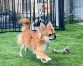 チワワ(ロング)【鹿児島県・男の子・2025年2月9日・レッド】の写真2