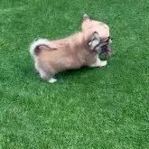 チワワ(ロング)【鹿児島県・女の子・2025年9月2日・フォーン 予定】の写真3