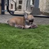 チワワ(ロング)【鹿児島県・女の子・2025年9月2日・フォーン 予定】の写真4