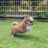 チワワ(ロング)【鹿児島県・女の子・2025年9月2日・フォーン 予定】の写真5