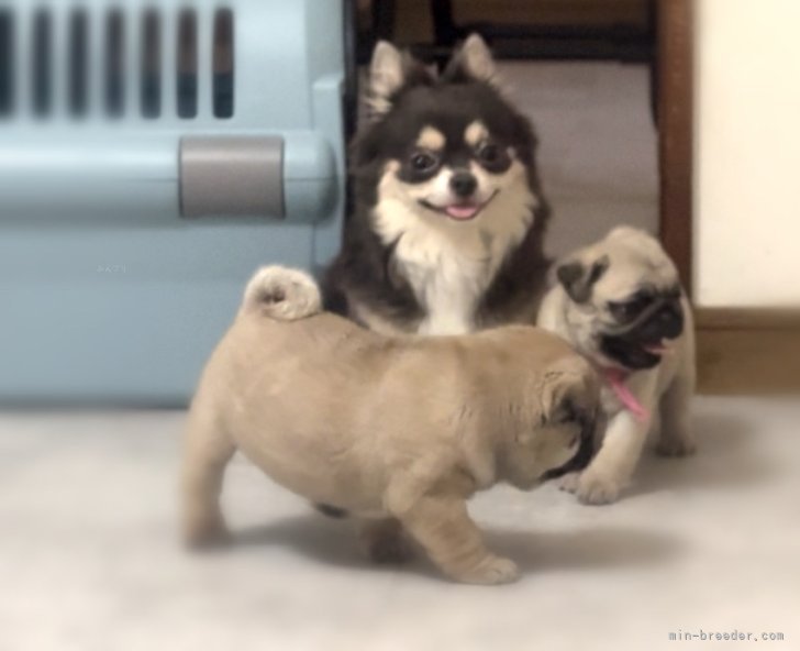 チワワ(ロング)【・女の子・2021年4月13日・ブルータン&amp;クリーム】「2024/05/04撮影🐶サマーカットをしています☀️」