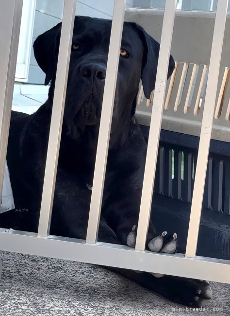 イタリアンコルソドッグ【・女の子・2023年10月22日・BLACK】