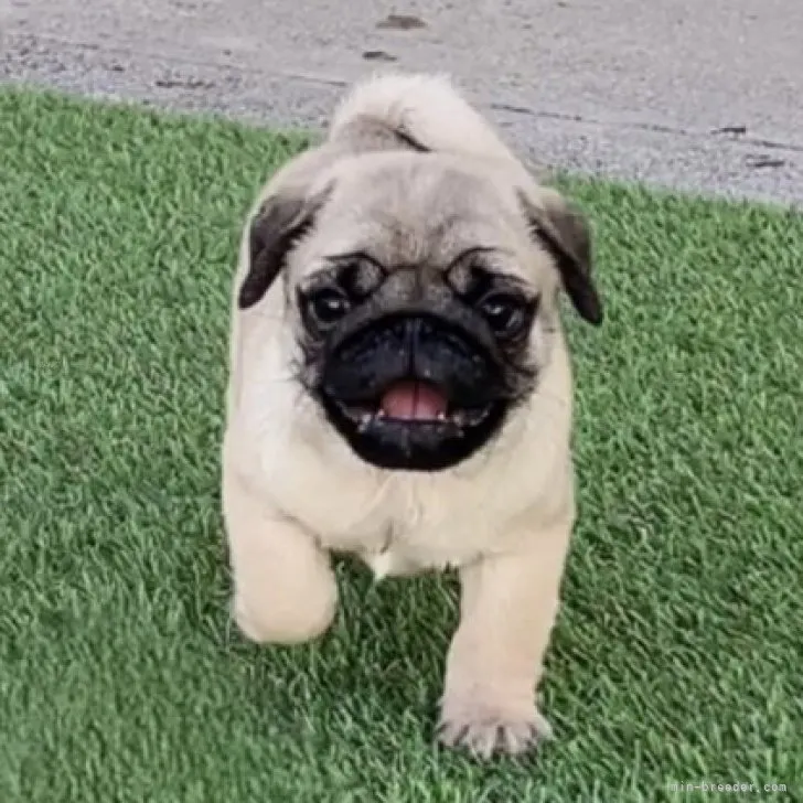 M 様のお迎えした子犬