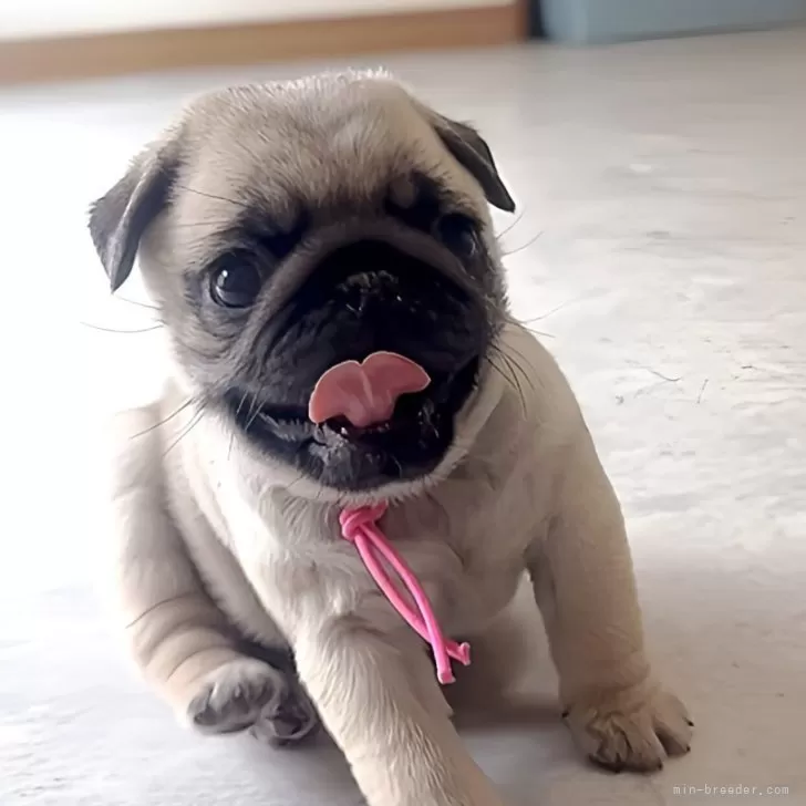 ID：2405-00068の子犬