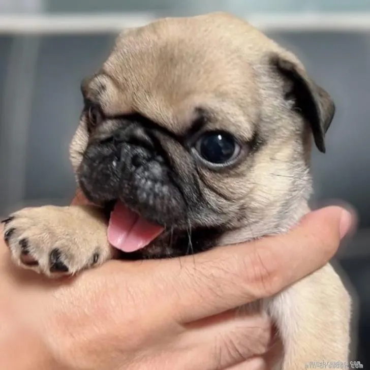 K.K 様のお迎えした子犬