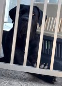 イタリアンコルソドッグ【・女の子・2023年10月22日・BLACK】