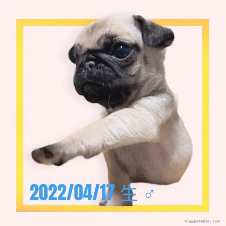 K.T 様のお迎えした子犬