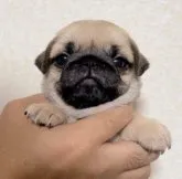 パグ【鹿児島県・女の子・2023年1月27日・フォーン】の写真2「3/12 撮影」