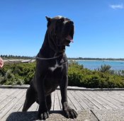 イタリアンコルソドッグ【・女の子・2023年10月22日・BLACK】「オーストラリアに居る父犬、Aceくんです🇦🇺」