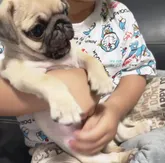 パグ【鹿児島県・女の子・2022年4月17日・フォーン】の写真3「２歳の子と よく戯れています🐶💗」