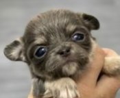 チワワ(ロング)【・女の子・2021年4月13日・ブルータン&クリーム】「アンが子犬だった頃です👶」