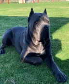 イタリアンコルソドッグ【・女の子・2023年10月22日・BLACK】「オーストラリアに居る父犬、Aceくんです🇦🇺」