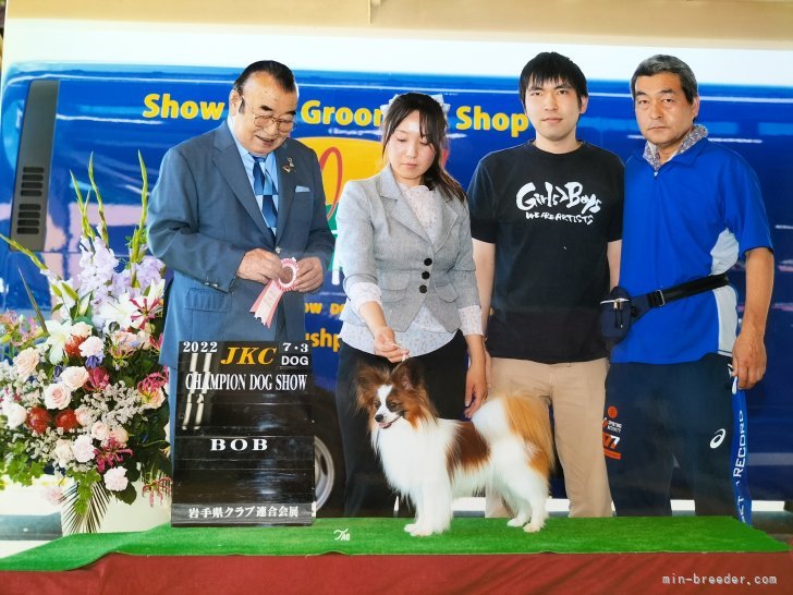 2022.7.3岩手県クラブ連合会展。‘レオン’BOB受賞！｜市橋　敬治(いちはし　けいじ)ブリーダー(岩手県・パピヨン・JKC登録)の紹介写真1