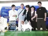 パピヨン【岩手県・女の子・2025年7月11日・ホワイト&セーブル】の写真11「姉（いちこ）です。2024/7/6岩手不来方愛犬クラブ展にて、BESTJUNIOR OF BREED」
