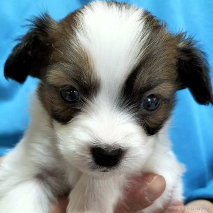 Ｏ 様のお迎えした子犬