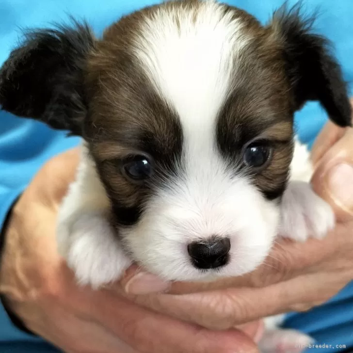 Ｏ 様のお迎えした子犬