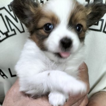 パピヨン【岩手県・男の子・2024年12月27日・ホワイト&セーブル】の写真「おちゃめでかわいい！」
