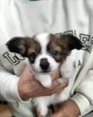 パピヨン【岩手県・男の子・2024年12月27日・ホワイト&セーブル】の写真3「綺麗な白茶の子です！」