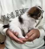 パピヨン【岩手県・男の子・2024年12月27日・ホワイト&セーブル】の写真4