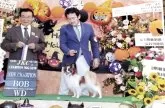 パピヨン【岩手県・男の子・2025年7月11日・ホワイト&レッドセーブル】の写真9「パパです。」