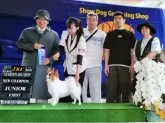 パピヨン【岩手県・女の子・2025年7月11日・ホワイト&セーブル】の写真10「姉（いちこ）です。（2024/7/7岩手県連合会展にて）ジュニアチャンピオン完成！」