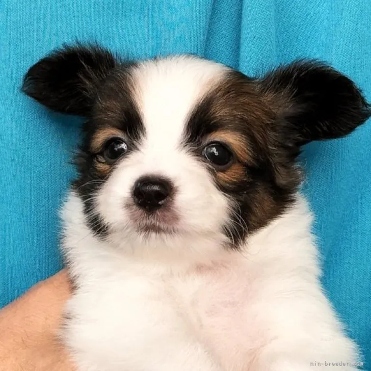 ID:2309-06034の子犬