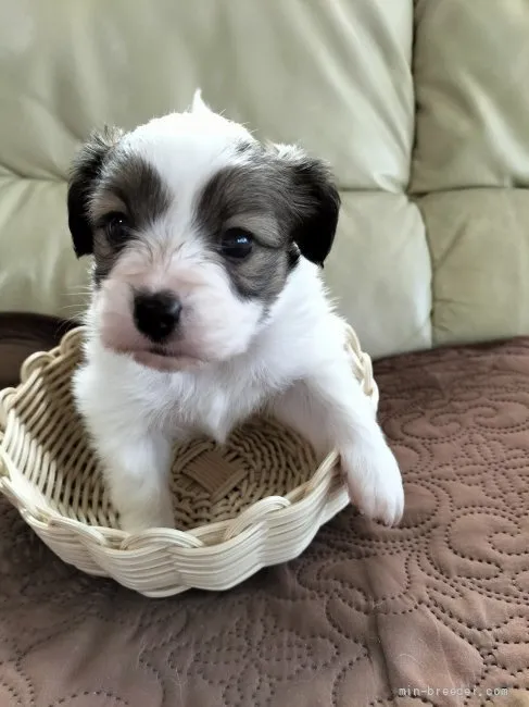 ID：2205-01603の子犬