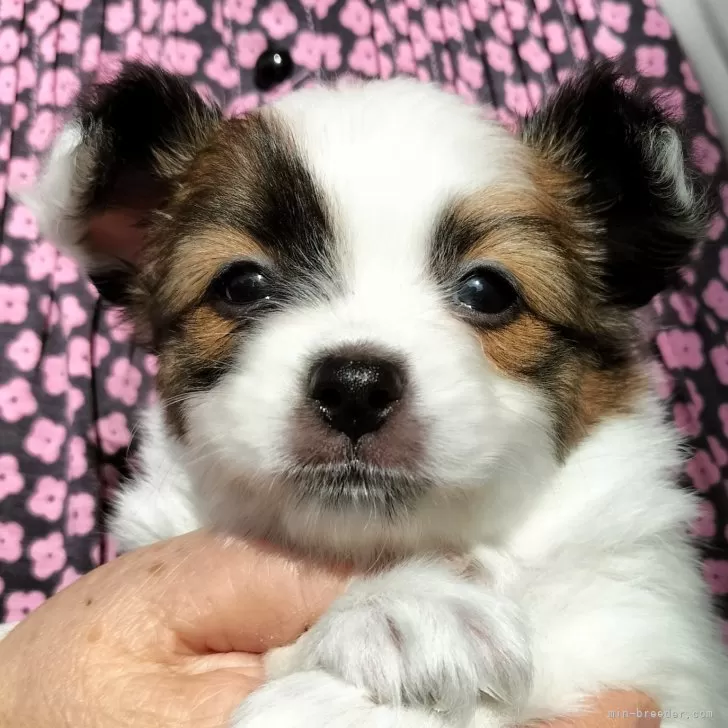 ID:2410-05014の子犬