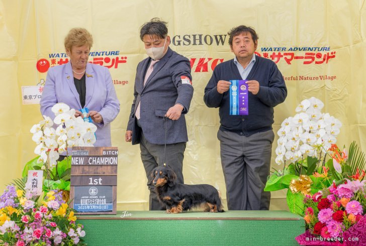ブラックタンの♀　うちで誕生してチャンピオンになった写真｜中島　忠志(なかじま　ただし)ブリーダー(埼玉県・ミニチュアダックスフンド(ロング)・JKC登録)の紹介写真2