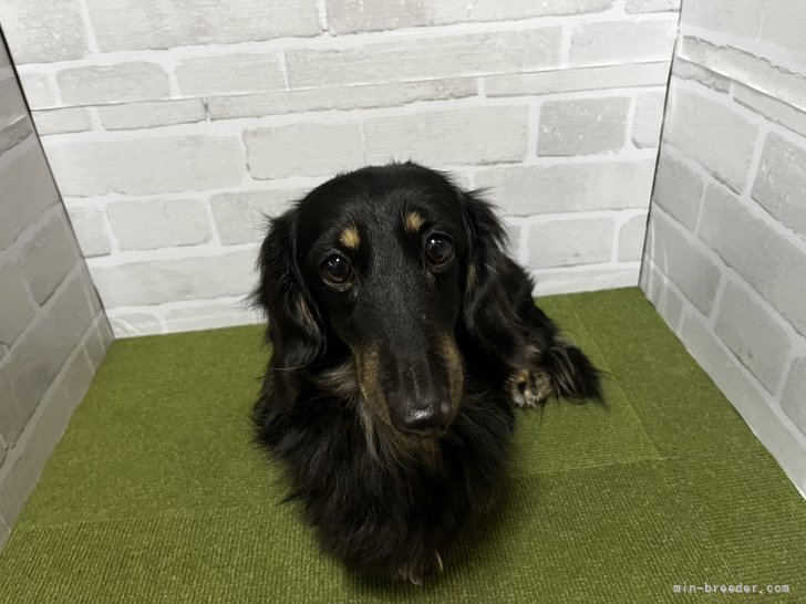 ミニチュアダックスフンド(ロング)【・男の子・2017年12月15日・ブラックイエロー】