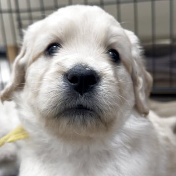ゴールデンドゥードル(プードル×ゴールデンレトリバー)【埼玉県・男の子・2025年5月1日・茶色系またはゴールド】の写真「小さめミディアムサイズ18〜22㎏予想・黄色君」