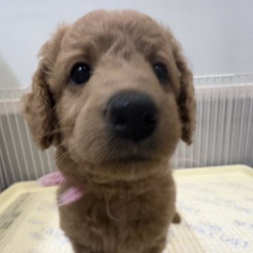 ゴールデンドゥードル(プードル×ゴールデンレトリバー)【埼玉県・女の子・2024年5月15日・レッド系】の写真「F1b・小さめミディアム13〜18kg予想」