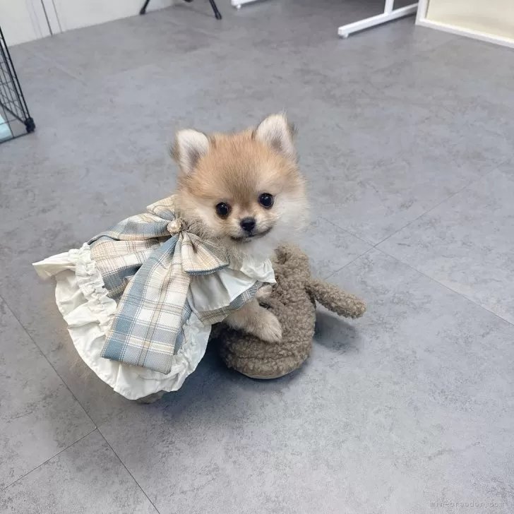 ID：2511-01588の子犬